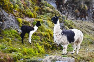 Amazon Trail to Machu Picchu - 2026