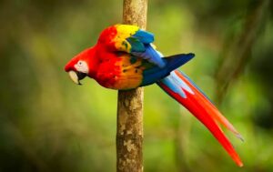 Amazon jungle - machupicchu jungle